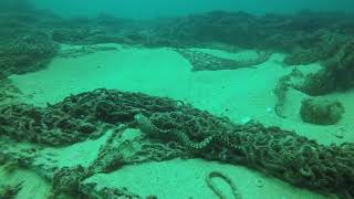 Jewel moray Muraena lentiginosa at El Vencedor wreck Cabo Pulmo 23 Apr 2018 [upl. by Hayifas]