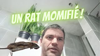 Comment attraper un rat dans un plafond  S1  Ep2 [upl. by Gignac]