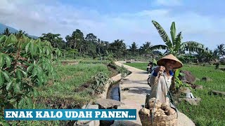 Petani Cerdas Air Inovasi Masa Depan Tanam Padi di Daerah Kering [upl. by Asselam]