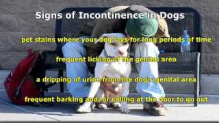 Incontinence in Dogs [upl. by Ahsita]