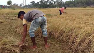 Harvesting rice by hand [upl. by Weinshienk]