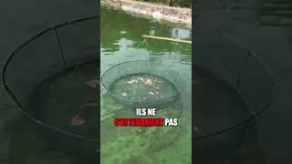 Ces hommes capture des poissons énorme avec une pastèque 😭❤️ shorts [upl. by Barnabas]