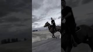 Brown HORSE 🧡altay atvideo arabianhorse horsevlog horses [upl. by Alleuqram]