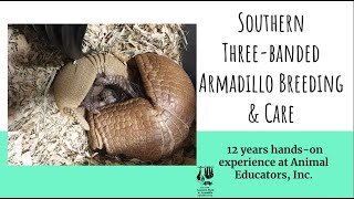 Southern ThreeBanded Armadillo Breeding amp Care [upl. by Arracot131]