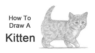 How to Draw a Kitten [upl. by Devon]