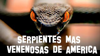 TOP 7  LAS SERPIENTES MAS VENENOSAS DE AMERICA [upl. by Fidole]