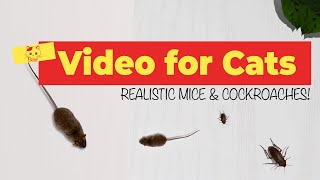 CAT GAMES  Realistic Mice and Cockroach Hunting ☑️ [upl. by Farley]