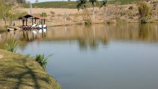 Fazenda bom café ouro fino minas gerais Tardezinha momento top [upl. by Lundquist18]