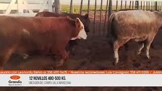 12 NOVILLOS 480500 KG [upl. by Eugen]