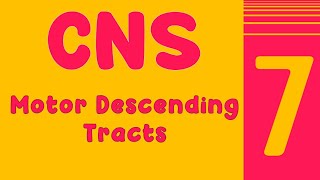 Lecture 7 motor descending tracts [upl. by Eniamrahs416]