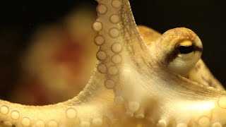 Here’s How Octopuses Use Their Tentacles to Taste [upl. by Uela147]