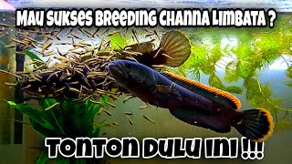 Cara Breeding Channa Limbata  Step by step [upl. by Hattie]