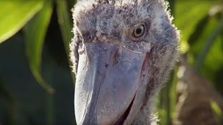 The Dark Side of Shoebill Chicks  Africa  BBC Earth [upl. by Reemas]