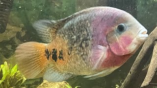 Vieja synspilumred head cichlid [upl. by Bremser912]