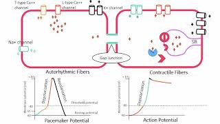 Pacemaker potential and Action potential Heart [upl. by Tani]