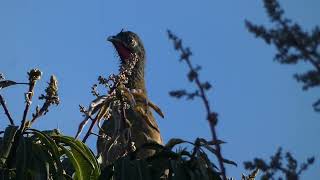 Guacharacaschachalacas cantando Ortalis ruficauda Caracas [upl. by Aeniah]