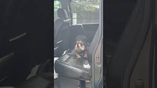 How my Yorkshire terrier dog tells me he wants to go fishing part 1 [upl. by Alegnatal410]