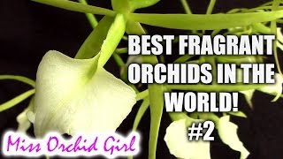 Best fragrant Orchids in the world 2 [upl. by Picco]