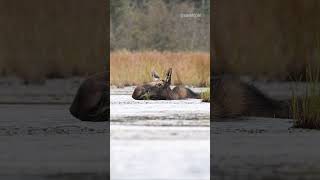 Memories of Algonquin Park Canada [upl. by Adis]