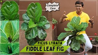 Fiddle Leaf Fig Complete Care  Ficus Lyrata  Perfect House Plant [upl. by Noemi]