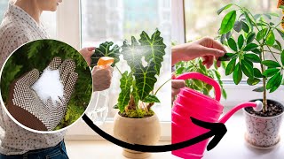 10 Epsom Salt for Houseplants Uses  How to Use Epsom Salt on Indoor Plants [upl. by Bennet]