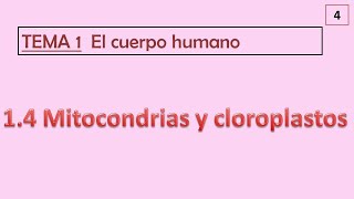 1 4 MITOCONDRIAS Y CLOROPLASTOS [upl. by Tayler]