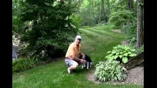 Best ways to stop deer from eating your plants [upl. by Yesnel]