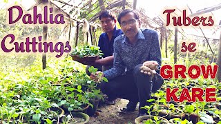 Tubers se Dahlia ki Cuttings Kaise grow Kare  How Dahlia Cuttings are taken from tubers   Hindi [upl. by Nwahsor]