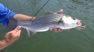 Menhaden The Chesapeakes Unsung Hero [upl. by Lounge334]