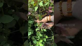 Harvesting perilla leaf gardening [upl. by Kunz]