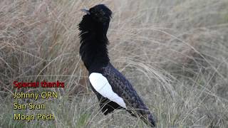 Bengal Florican video clip by our team during their bird photography trip from SR [upl. by Nolos]