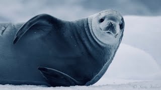 Your 5 Facts About The Crabeater Seal [upl. by Liman]