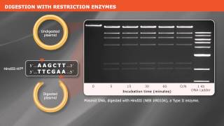 Cloning With Restriction Enzymes [upl. by Klecka996]