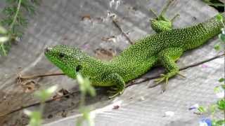 Lézard vert Lacerta bilineata [upl. by Toddy]