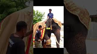 Bro tried to ride an Elephant 😂 ishowspeed [upl. by Ahsienet141]