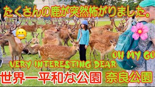 たくさんの鹿が突然怖がりました 世界一平和な公園 Nara park deer 🦌 japan [upl. by Otis330]