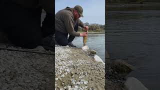 What a porker fishing trout adventure carp catfish fishingtours troutfishing fishingtrips [upl. by Power214]