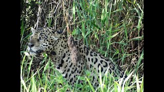 Onça Pintada no Rio Cuiabá  Pantanal [upl. by Raouf716]