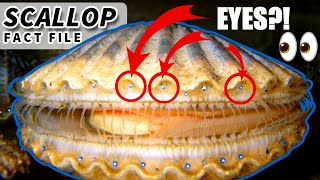 Scallop facts they can SWIM  Animal Fact Files [upl. by Atnomed]