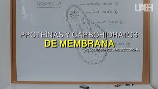 Identificación de biomoleculas en los alimentos lipidos proteínas Carbohidratos [upl. by Bliss455]