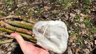 Planting Hybrid Willows For Deer Using Cuttings [upl. by Chuu]