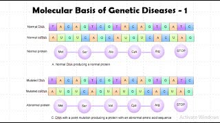 Molecular Basis of genetic diseases  I [upl. by Simon]