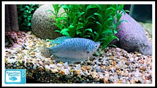 Gourami Care  The Good  The Bad and The Beautiful [upl. by Ajnat]