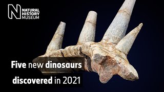 Five new species of dinosaur discovered in 2021  Natural History Museum [upl. by Anthea]