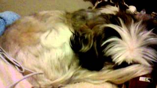 Shih Tzu barking in her sleep [upl. by Ziagos]