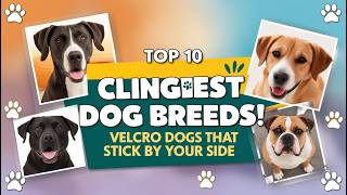 Top 10 Clingiest Dog Breeds Velcro Dogs That Stick to You Like Glue part1 velcrodogbreeds [upl. by Daryle]