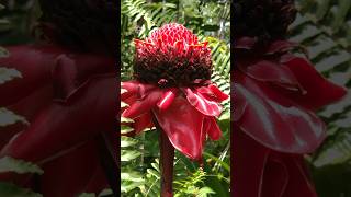 Torch Ginger flower in my backyard Hawaii  Big Island Hawaii Homes bigislandhawaii [upl. by Nemsaj300]