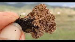 Schizophyllum commune Greece by Theo [upl. by Rafaj]