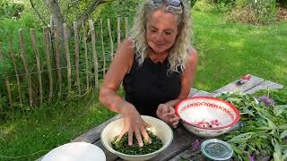 Making Fermeted Tea With Rosebay Willowherb  Fireweed  Gederams Permaculture Nordic Food Forest [upl. by Josh]