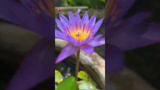 waterlily waterplants shorts [upl. by Howlend257]